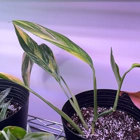 Photo of the plant species amplissimum silver by @KeyWoodavens9 named Sterling on Greg, the plant care app