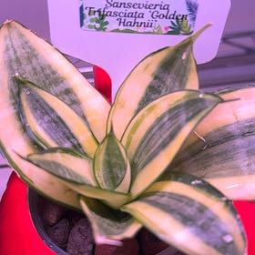 Photo of the plant species Golden Hahnii Snake Plant by @KeyWoodavens9 named Midas on Greg, the plant care app