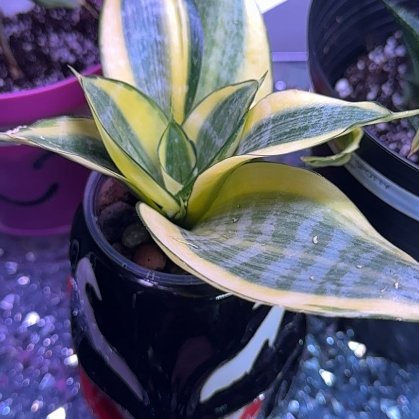 Photo of the plant species Golden Hahnii Snake Plant by @KeyWoodavens9 named Topaz on Greg, the plant care app