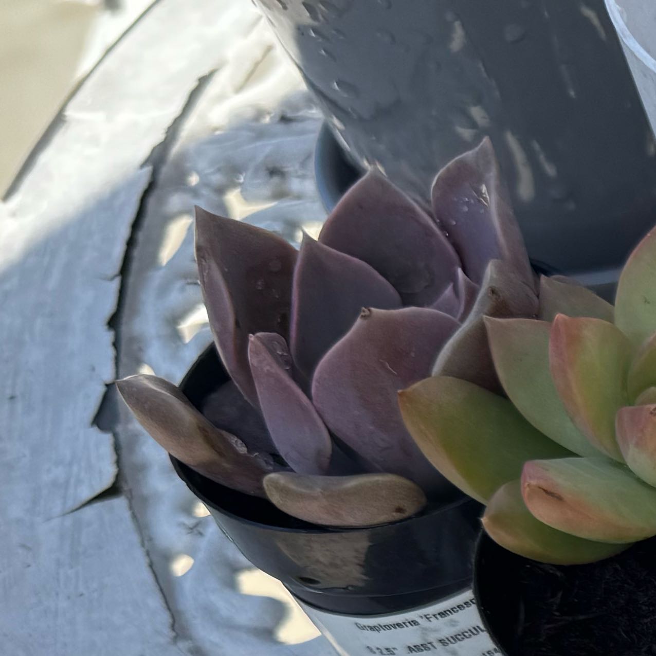 Photo of the plant species Graptoveria 'Francesca' by @ImmenseAgarito6 named Curie on Greg, the plant care app