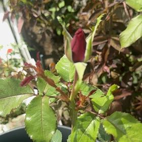Photo of the plant species Barbara Streisand Hybrid Tea Rose by @ImmenseAgarito6 named Orlando Bloom on Greg, the plant care app