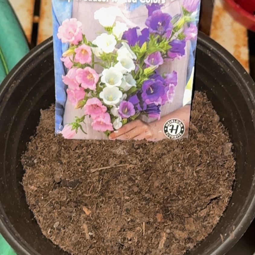 Photo of the plant species Canterbury Bells by @ImmenseAgarito6 named Rainier on Greg, the plant care app