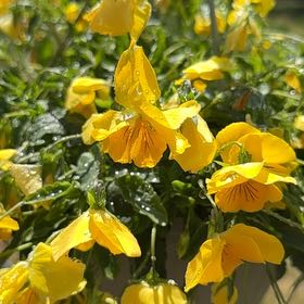 Photo of the plant species Sundrops by @AvidSeaoxeye30 named Dolores on Greg, the plant care app
