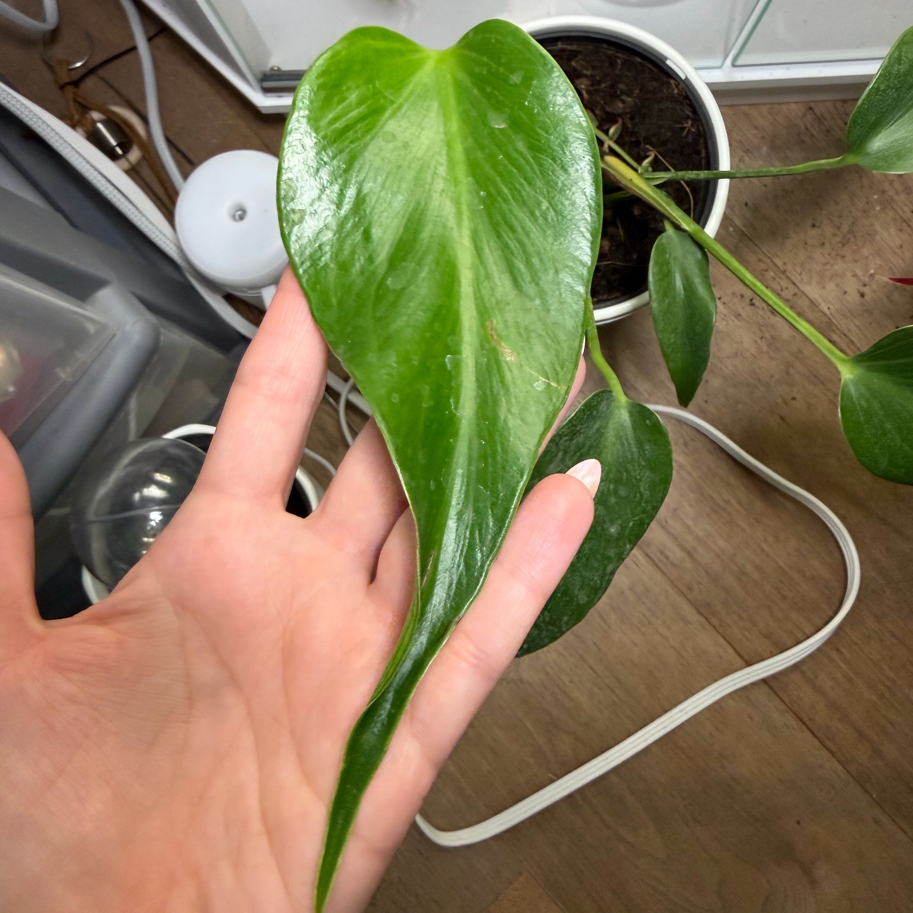 Photo of the plant species Monstera 'Burle Marx Flame' by @LoveMyPlants26 named Hemingway on Greg, the plant care app