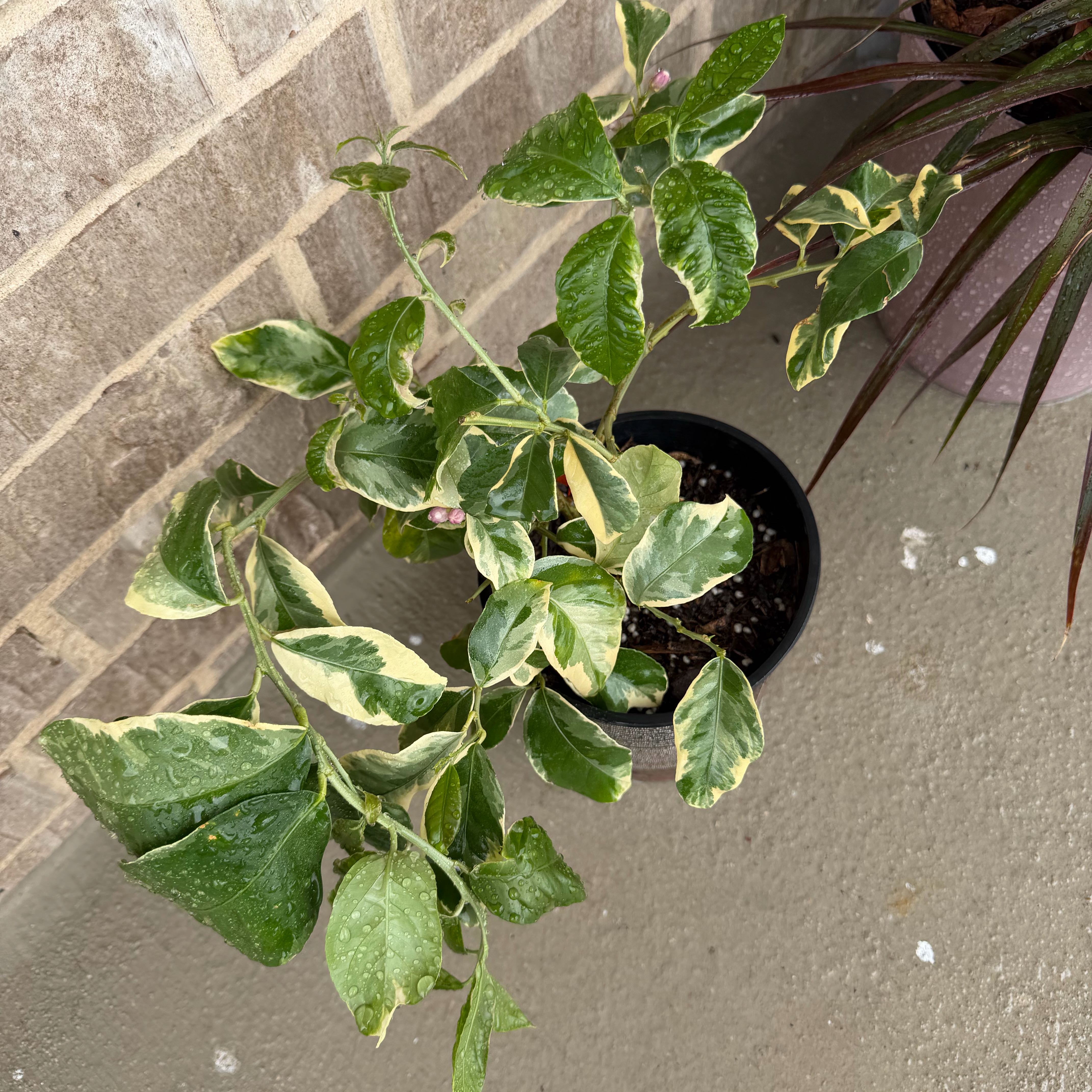 Photo of the plant species Variegated Lemon by @LoveMyPlants26 named Leroy on Greg, the plant care app