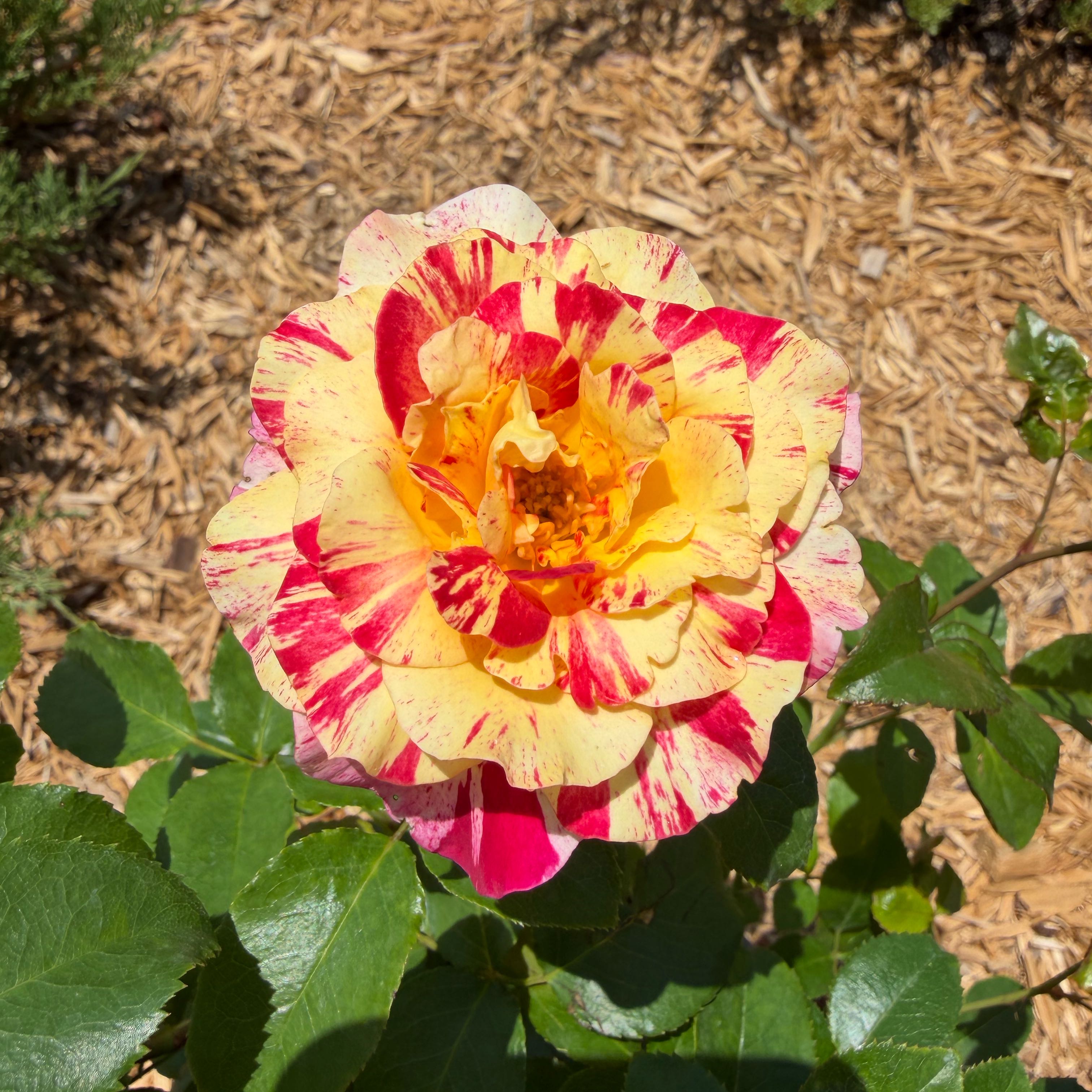 Photo of the plant species Camille Pissarro Rose by @LoveMyPlants26 named Sol on Greg, the plant care app