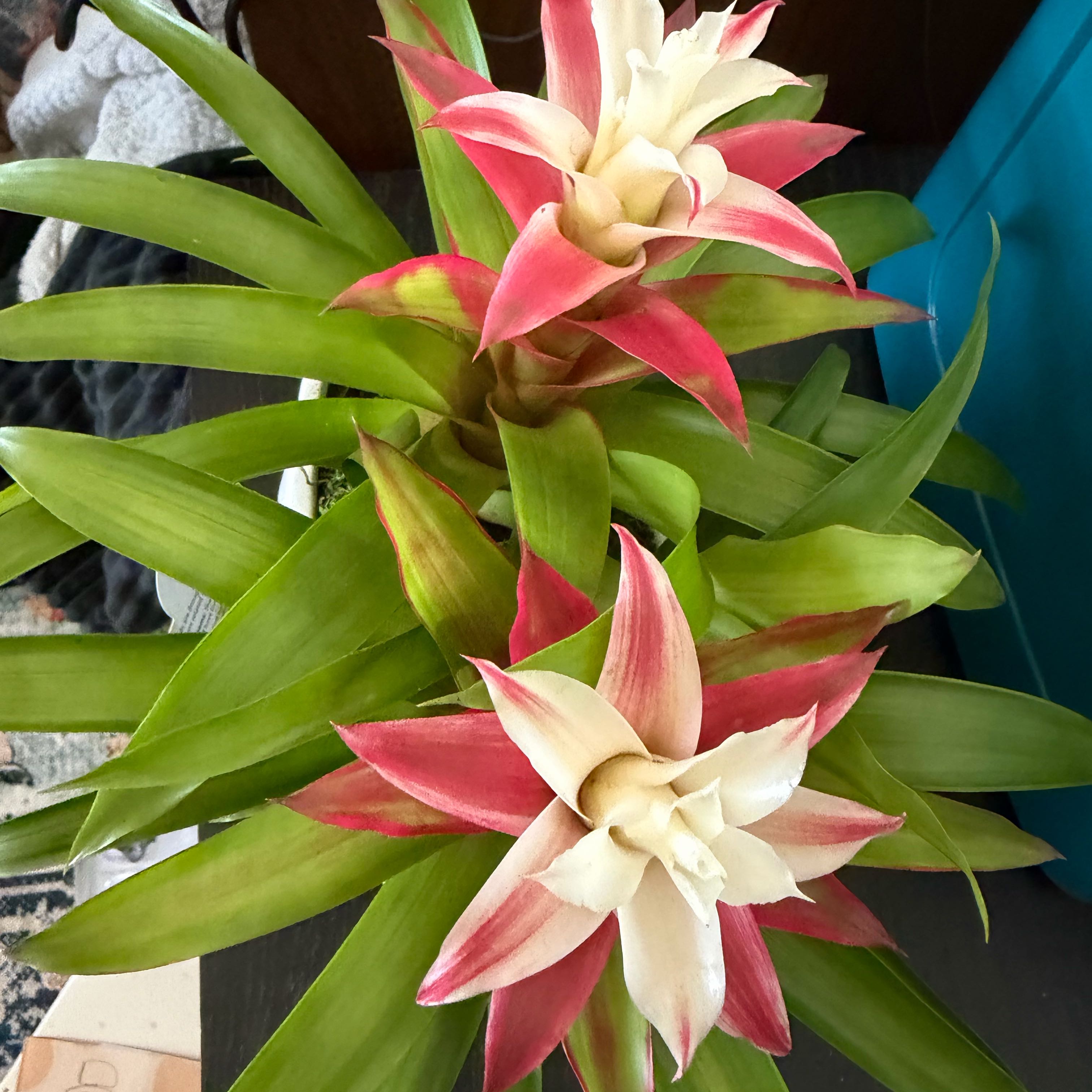 Photo of the plant species Variegated Guzmania by @LoveMyPlants26 named Keanu Leaves on Greg, the plant care app
