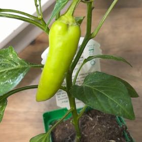 Photo of the plant species Hungarian Hot Wax Pepper by @LoveMyPlants26 named Xena on Greg, the plant care app