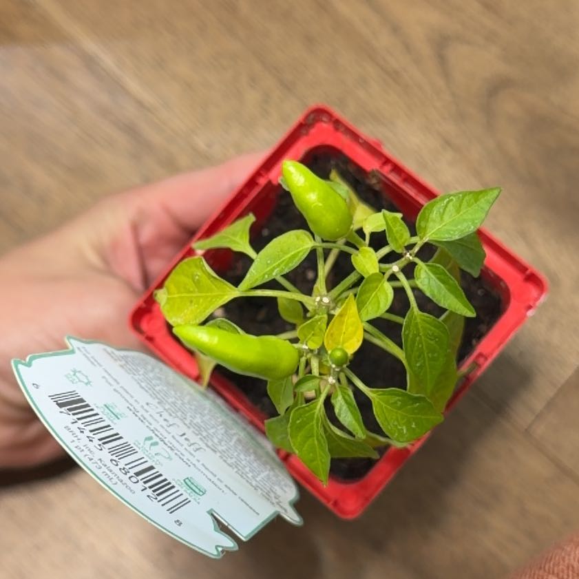 Photo of the plant species Super Chili Pepper by @LoveMyPlants26 named Orlando Bloom on Greg, the plant care app