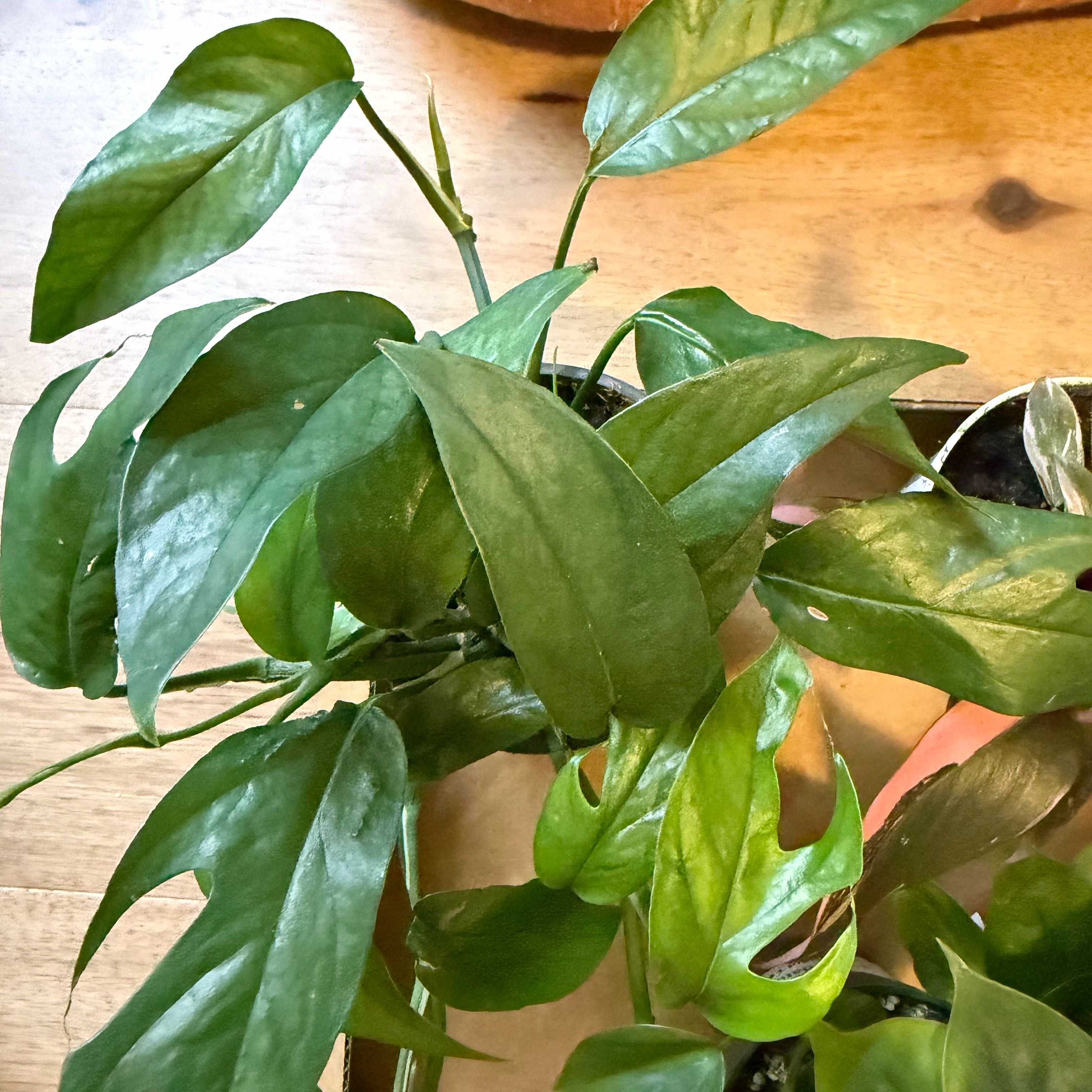 Photo of the plant species Baltic Blue Pothos by @LoveMyPlants26 named Sir Plancelot on Greg, the plant care app