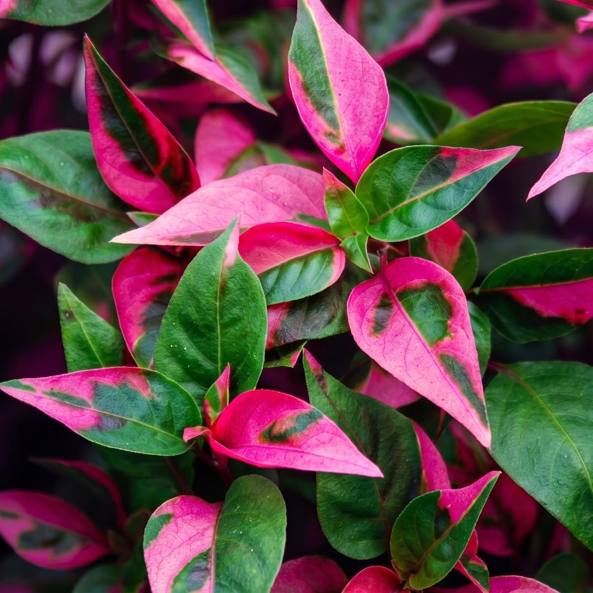 Photo of the plant species Party Time Alternanthera by @LoveMyPlants26 named Gates on Greg, the plant care app