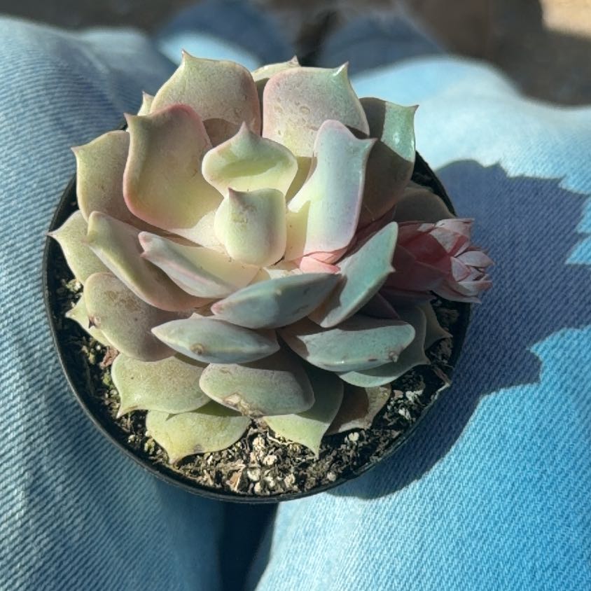 Photo of the plant species Echeveria by @DeftHope17 named Pink Echeveria on Greg, the plant care app