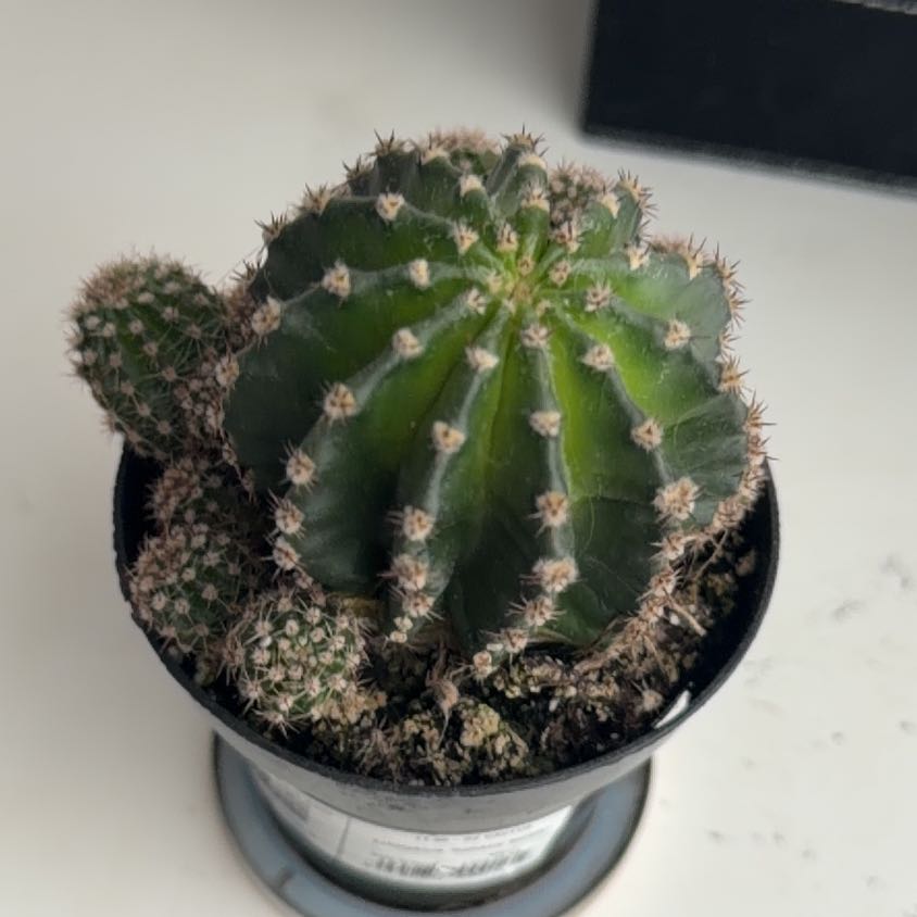Photo of the plant species Echinobivia 'Rainbow Bursts' by @DeftHope17 named Cacus on Greg, the plant care app