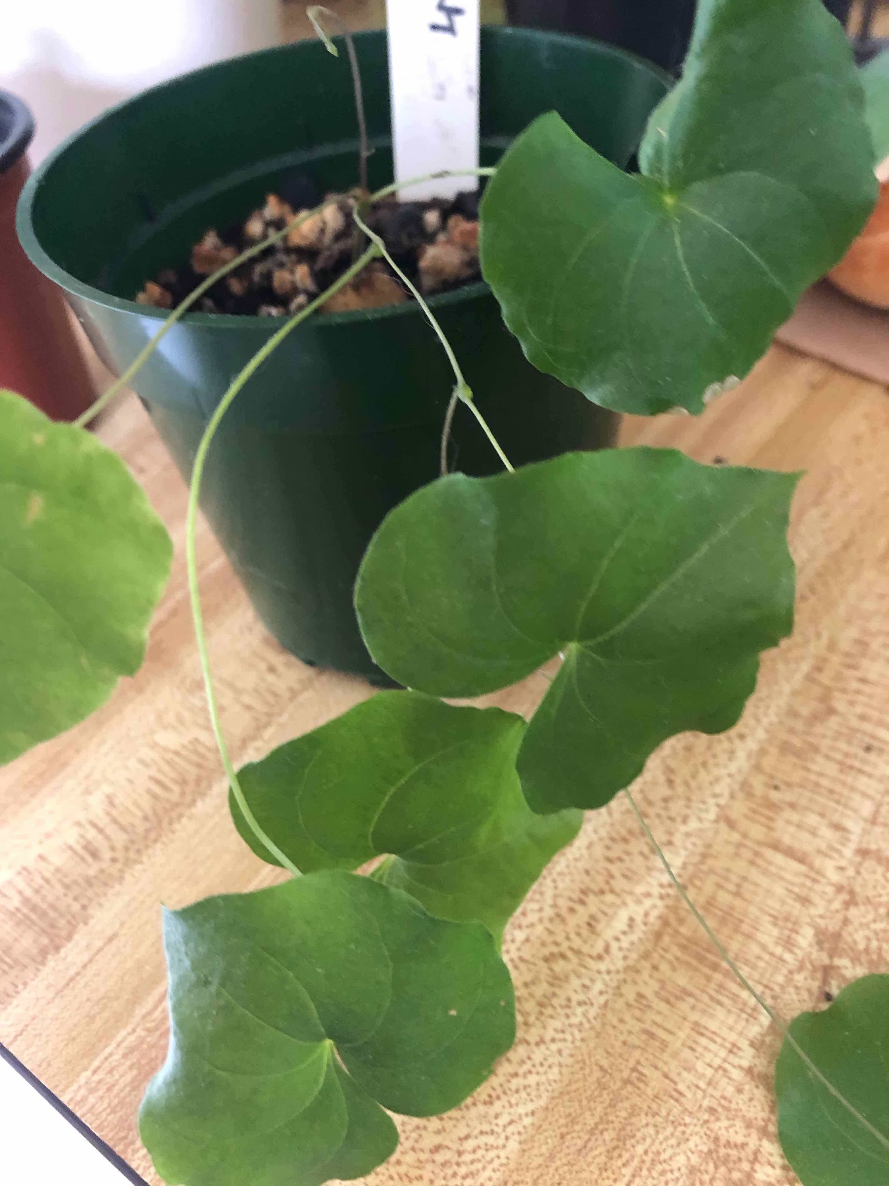 Potted Leopard Plant with heart-shaped green leaves, healthy appearance.