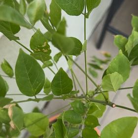 Photo of the plant species Japanese Wisteria by @HipAsterium92 named Tupot amaroot on Greg, the plant care app