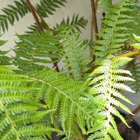 Photo of the plant species Lacy Tree Fern by @HipAsterium92 named Madonna on Greg, the plant care app