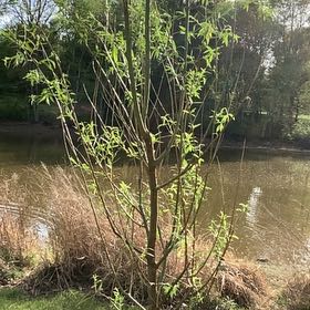 Photo of the plant species Weeping Willow by @GrownMaylily32 named Achilles the weeping willow on Greg, the plant care app