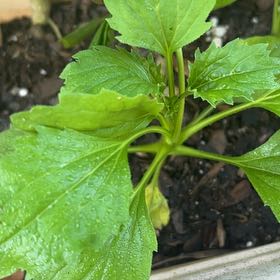 Photo of the plant species Japanese Spurge by @FunCat11 named Delilah on Greg, the plant care app