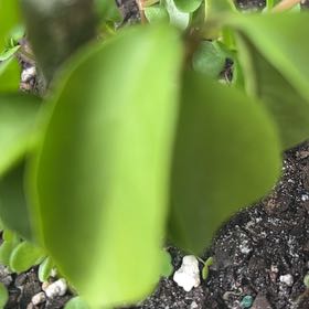 Photo of the plant species New Zealand Broadleaf by @FunCat11 named Orwell on Greg, the plant care app