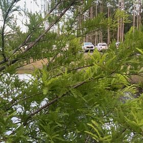 Photo of the plant species Bald Cypress by @FunCat11 named Muhammad Ali on Greg, the plant care app