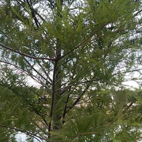 Photo of the plant species Bald Cypress by @FunCat11 named Sahara on Greg, the plant care app
