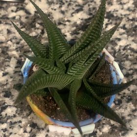 Photo of the plant species haworthia by @Laurennn named Poont on Greg, the plant care app