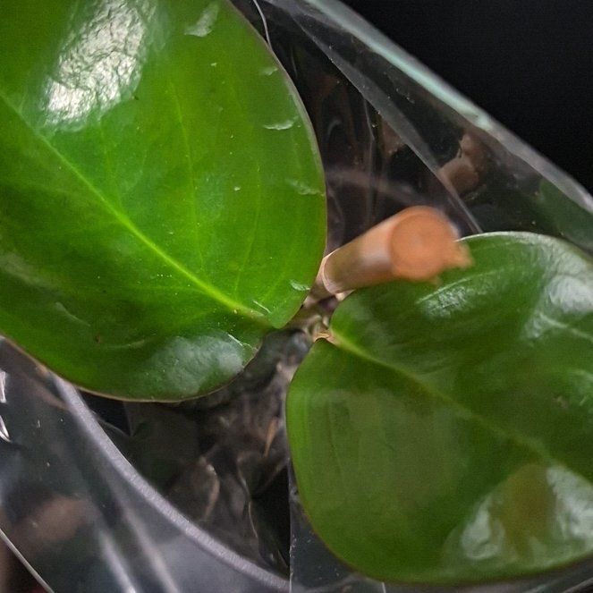 Photo of the plant species Karaka by @FitLecanora77 named Wall-E on Greg, the plant care app