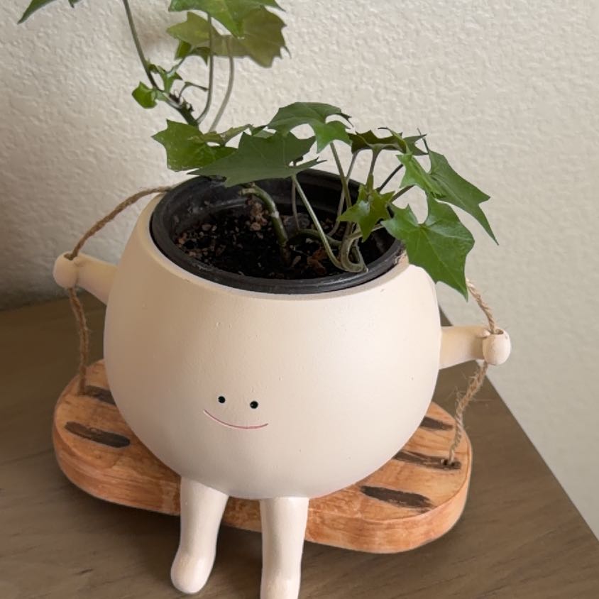 Photo of the plant species Cape Ivy by @SmashingAtom68 named July on Greg, the plant care app