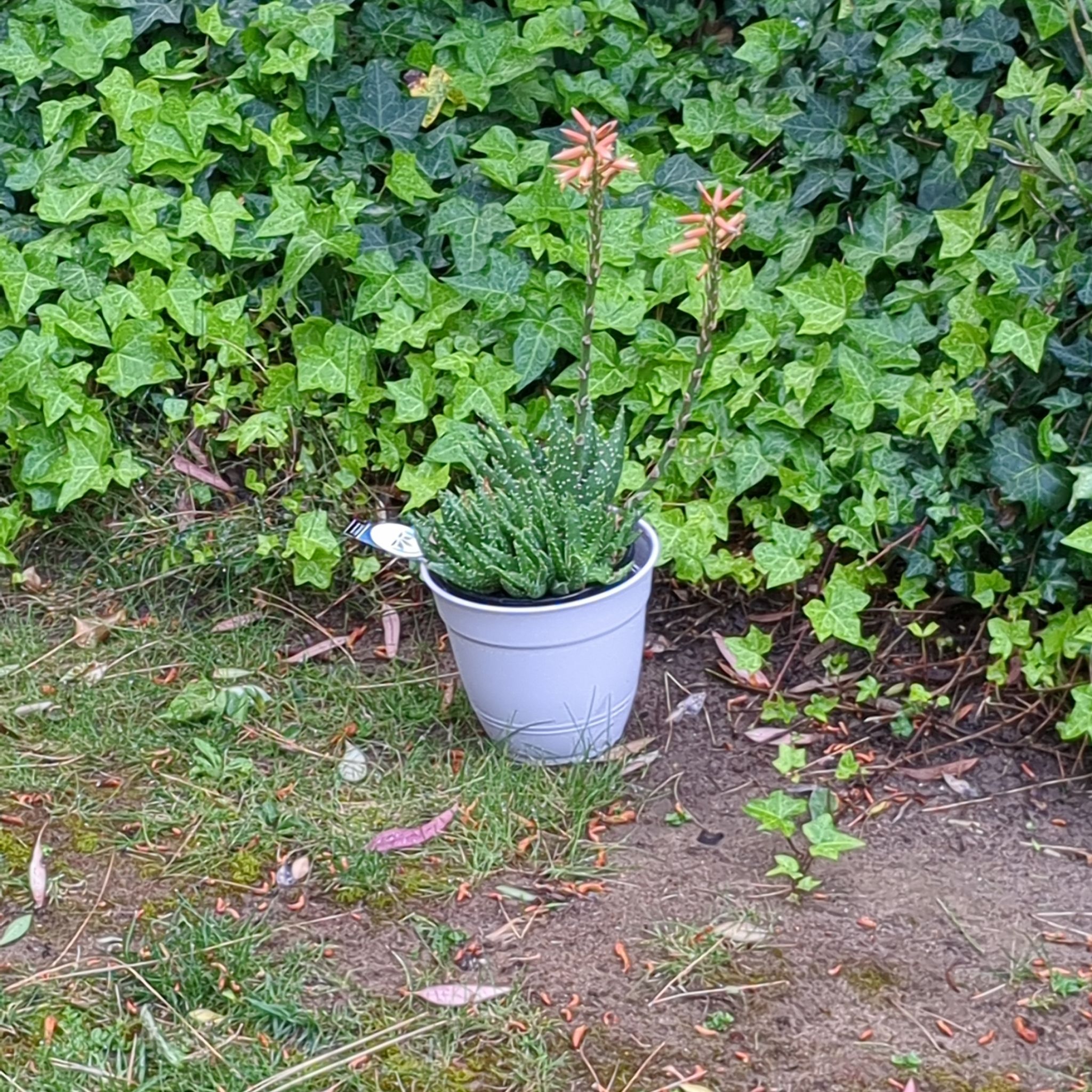 Photo of the plant species Aloe 'Crosby's Prolific' by @QuesterBanana59 named Hummingbird food! on Greg, the plant care app