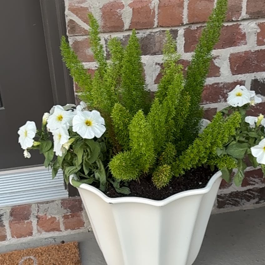 Photo of the plant species Appalachia False Bindweed by @AgileBegonia37 named Liz on Greg, the plant care app