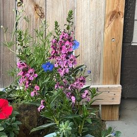 Photo of the plant species Angelonia by @AgileBegonia37 named Angelina wa on Greg, the plant care app