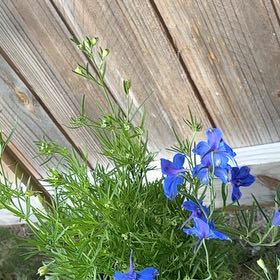 Photo of the plant species Siberian Larkspur by @AgileBegonia37 named Blue my mindset on Greg, the plant care app