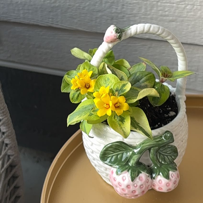 Photo of the plant species Waikiki by @AgileBegonia37 named Strawberry patch on Greg, the plant care app