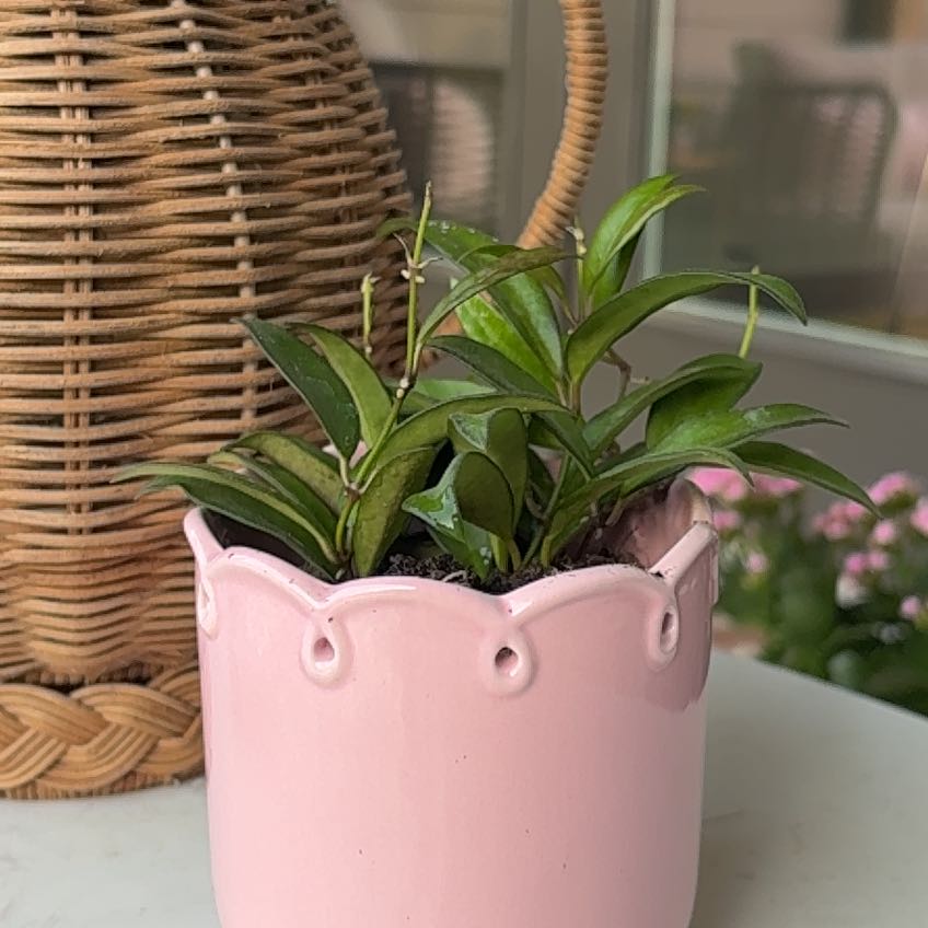 Photo of the plant species Hoya Hybrid by @AgileBegonia37 named Hoe on Greg, the plant care app
