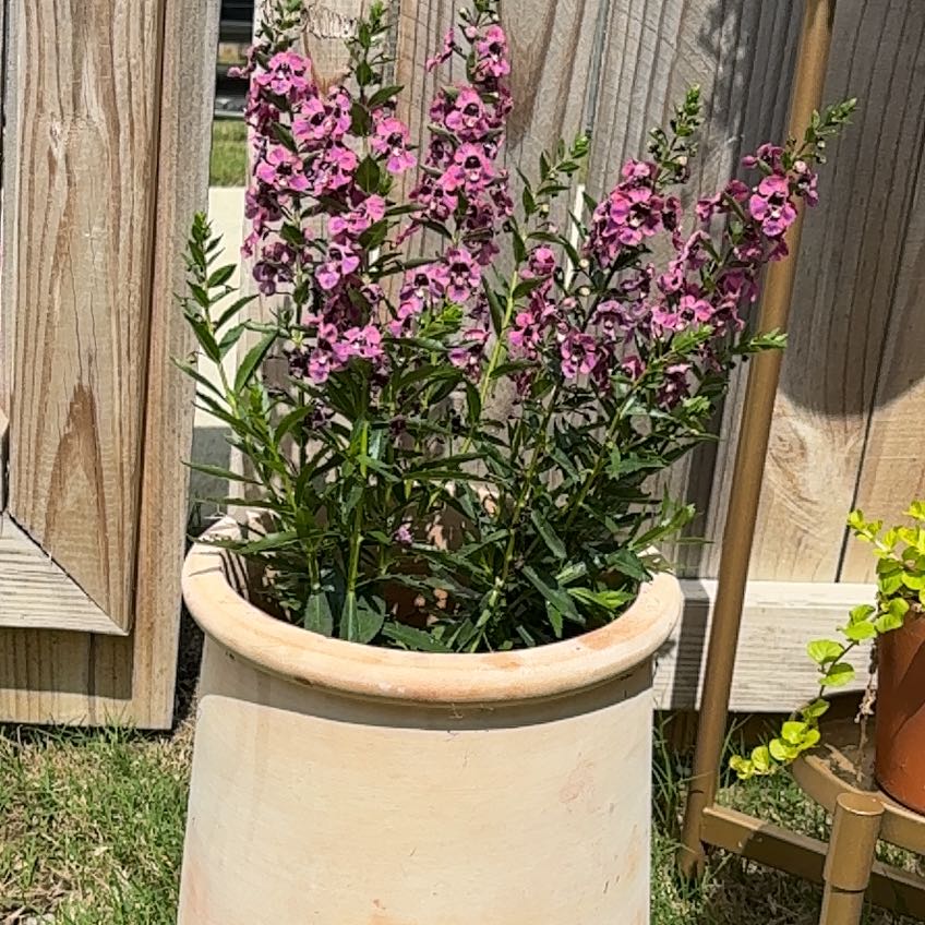 Photo of the plant species Angelonia by @AgileBegonia37 named Angelo on Greg, the plant care app