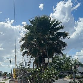 Photo of the plant species Mexican Fan Palm by @UltraJicaro44 named Luna on Greg, the plant care app