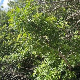 Photo of the plant species Brazilian Peppertree by @UltraJicaro44 named Anne on Greg, the plant care app