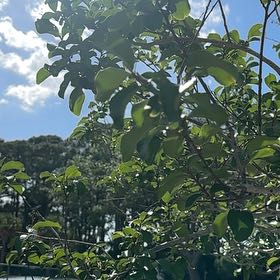 Photo of the plant species Common Buckthorn by @UltraJicaro44 named Beyonce on Greg, the plant care app