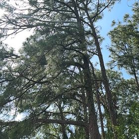 Photo of the plant species Bald Cypress by @UltraJicaro44 named Sanders on Greg, the plant care app