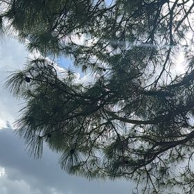 Photo of the plant species Mexican Weeping Pine by @UltraJicaro44 named Fernie Mercury on Greg, the plant care app