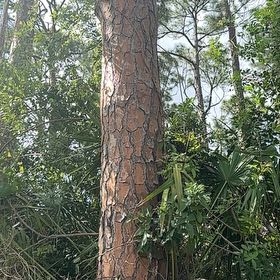 Photo of the plant species Loblolly Pine by @UltraJicaro44 named Cleopatra on Greg, the plant care app