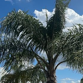 Photo of the plant species Queen Palm by @UltraJicaro44 named Harmony on Greg, the plant care app