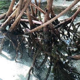 Photo of the plant species Red Mangrove by @UltraJicaro44 named Elina on Greg, the plant care app