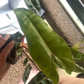 Photo of the plant species Philodendron billietiae by @BigLilacmist85 named Gates on Greg, the plant care app