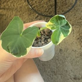 Photo of the plant species Mickey Mouse Alocasia by @BigLilacmist85 named Girlfrond on Greg, the plant care app