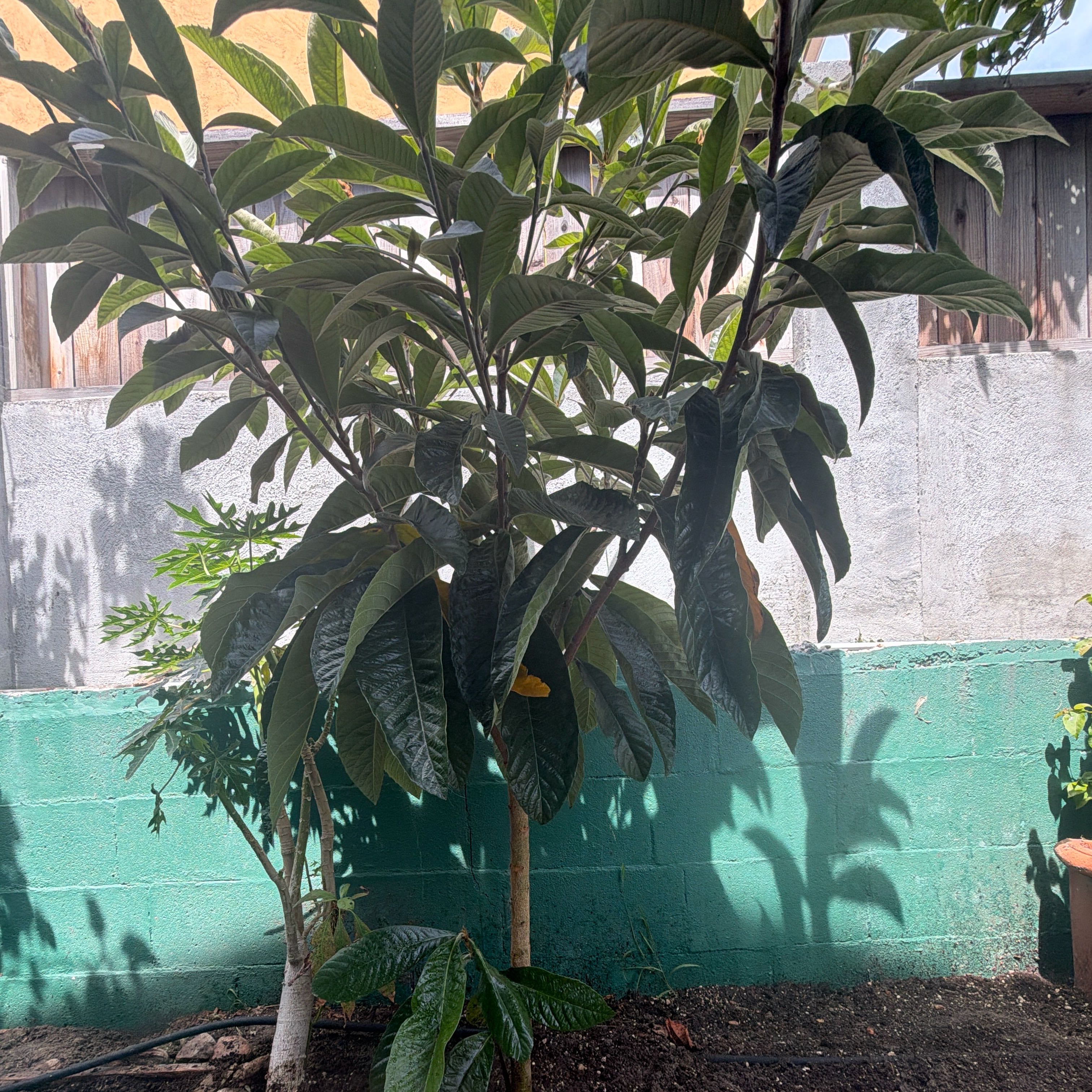 Photo of the plant species Loquat by @SoundlyFlax24 named Delilah on Greg, the plant care app