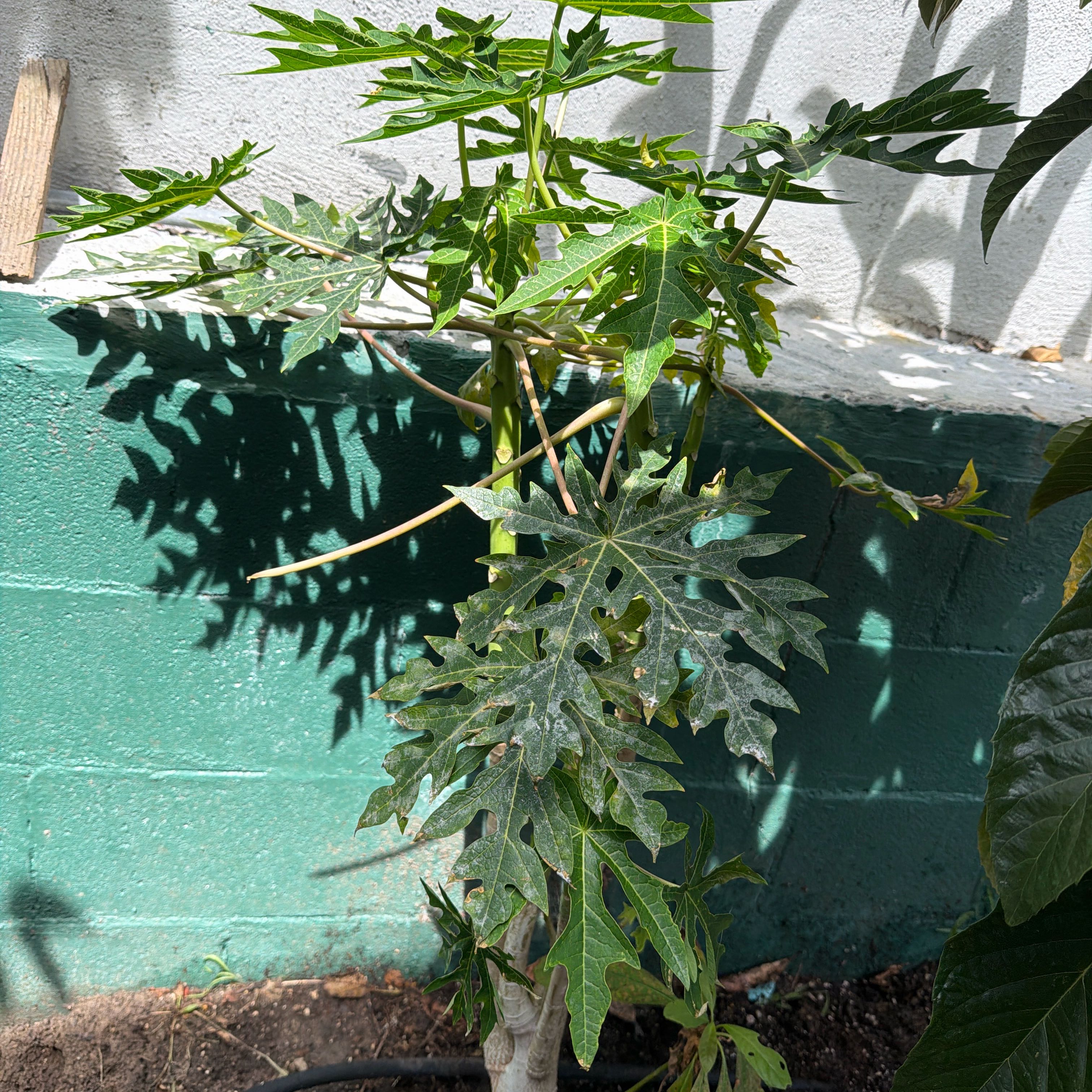 Photo of the plant species Papaya by @SoundlyFlax24 named Oscar on Greg, the plant care app