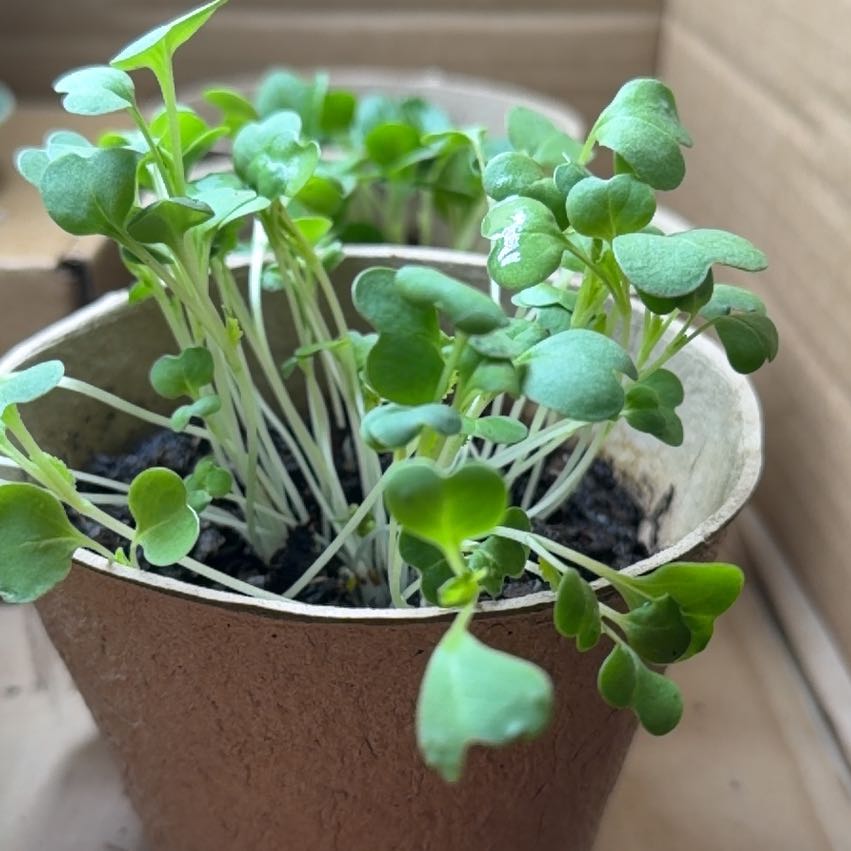 Photo of the plant species Trailing Dusty Miller by @UnusualViolet2 named Marley on Greg, the plant care app