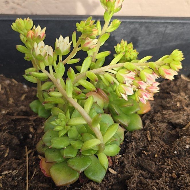 Photo of the plant species Sedeveria 'Letizia' by @DeluxePeyote45 named Keanu Leaves on Greg, the plant care app