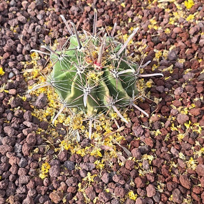 Photo of the plant species Coast Barrel Cactus by @DeluxePeyote45 named Kesha on Greg, the plant care app